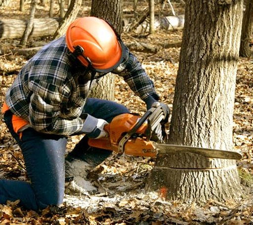 Tree Removal in Eakly, OK